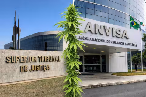 Imagem de destaque da notícia sobre a regulação do cânhamo pela Anvisa